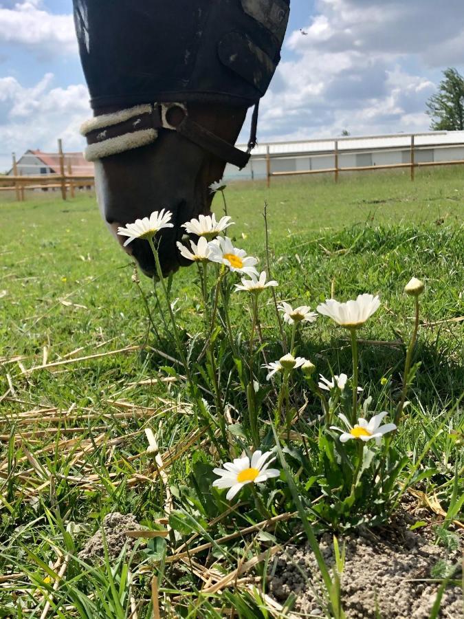 Nagybajcsi Lovaspark Es Otthon Vendeghaz Bagian luar foto