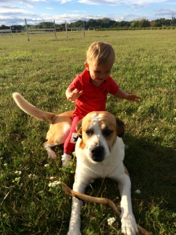 Nagybajcsi Lovaspark Es Otthon Vendeghaz Bagian luar foto